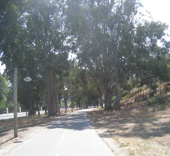 Eucalyptuses along bikepath