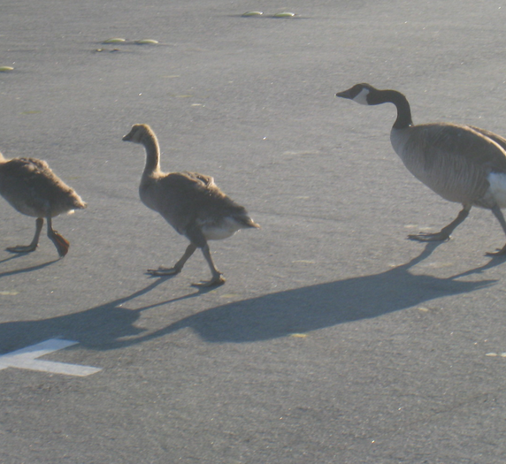 Geese crossing street