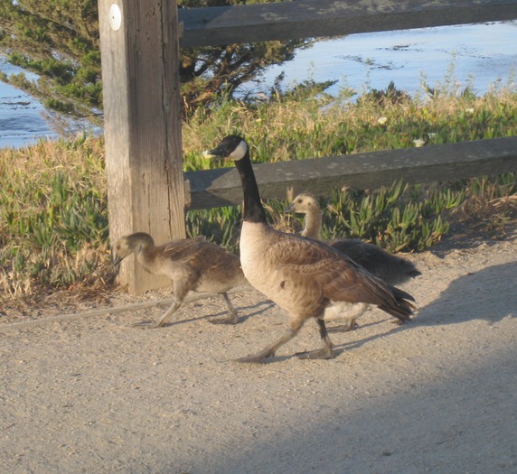 Goose family on bikepath