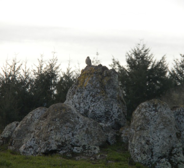 Hawk at Bolinas Ridge
