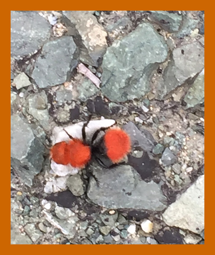 10 Black & Orange Bug
