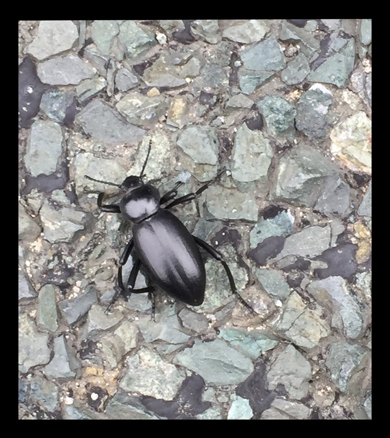 9 Black Beetle