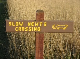 Newt Crossing