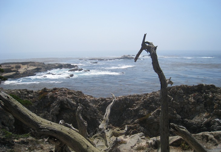 Point Lobos1