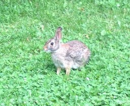 17 Bunny Rabbit