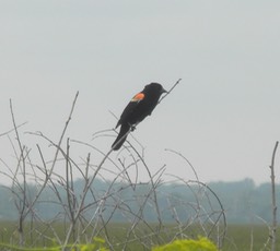 Red wing black bird (Horicon)