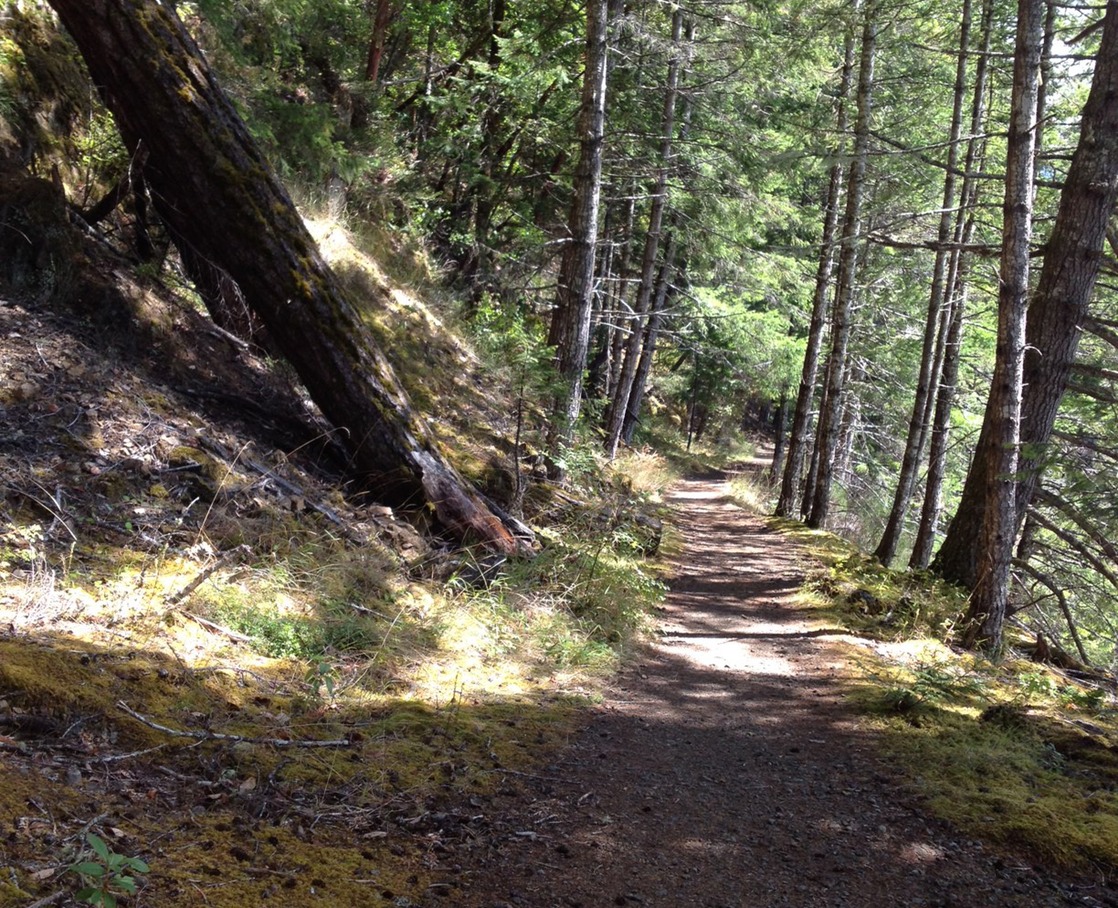 Spruce RR trail 3
