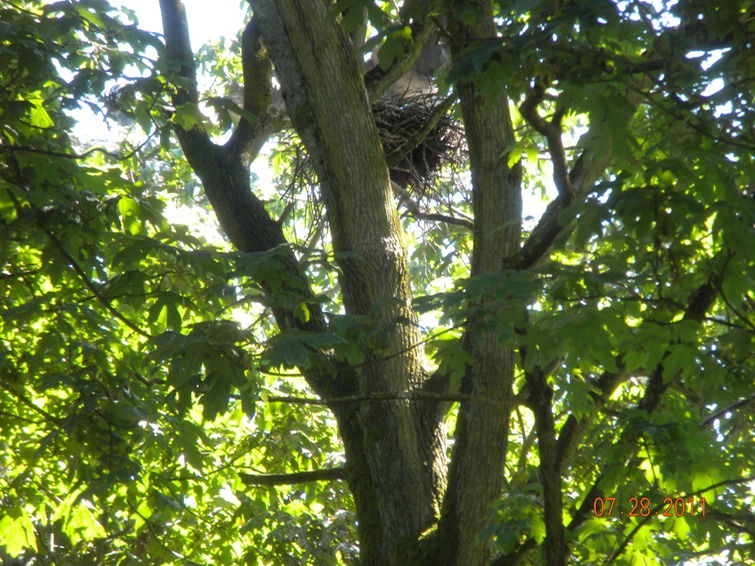 Stanley park, Heron at nest