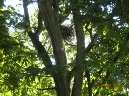 Stanley Park, heron nest