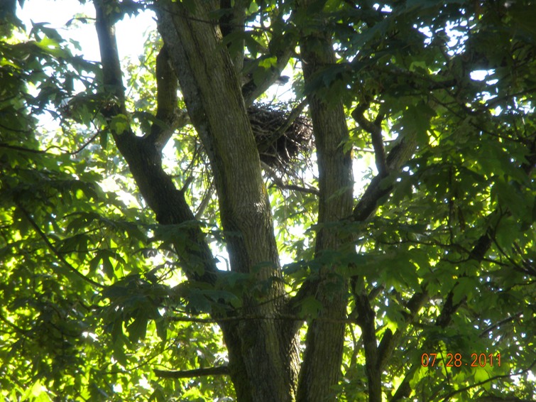 Stanley Park, heron nest