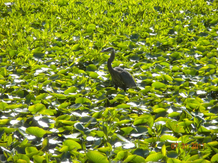 Stanley Pk Beaver pond Heron