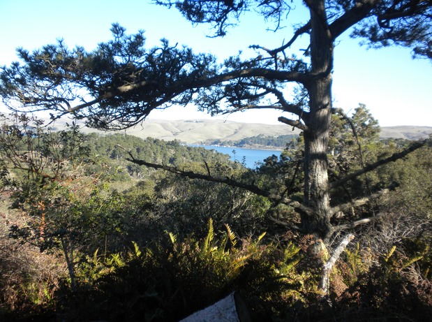 Tomales Bay Sceen