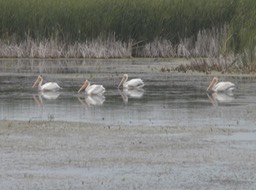 White pelicans